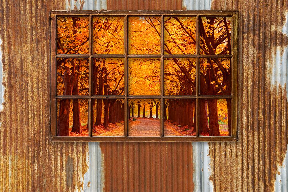 Fox Autumn Forest outside the Window Vinyl Backdrop