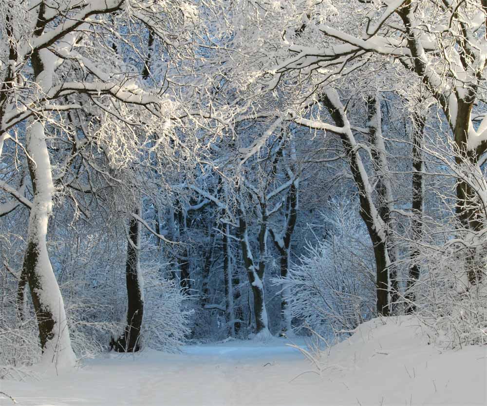 Fox Forest Winter Snow Outdoor Photography Vinyl Backdrops