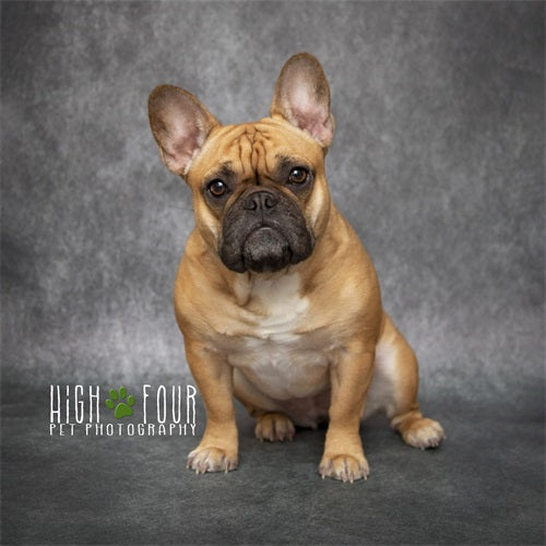 Fox Abstract Dark Grey Vinyl Photography Backdrop