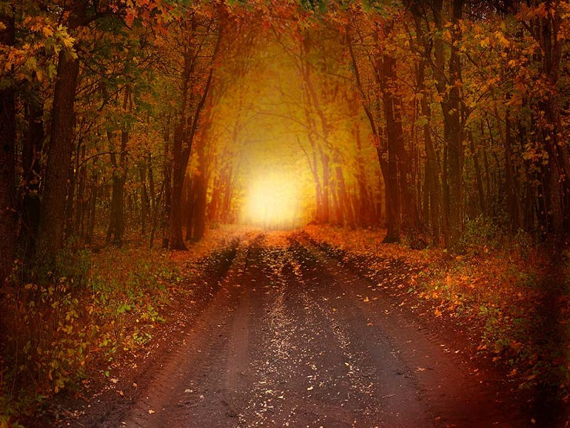 Fox Roll Woods Sunset Dusk Autumn Vinyl Backdrop - Foxbackdrop