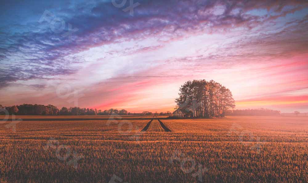 Fox Natural Landscape Sunset Field Vinyl Photography Backdrop