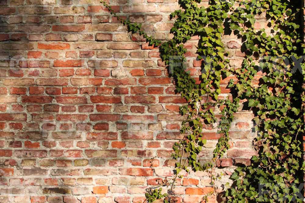 Fox Brick Wall Grass Wall Vinyl Portrait Backdrop