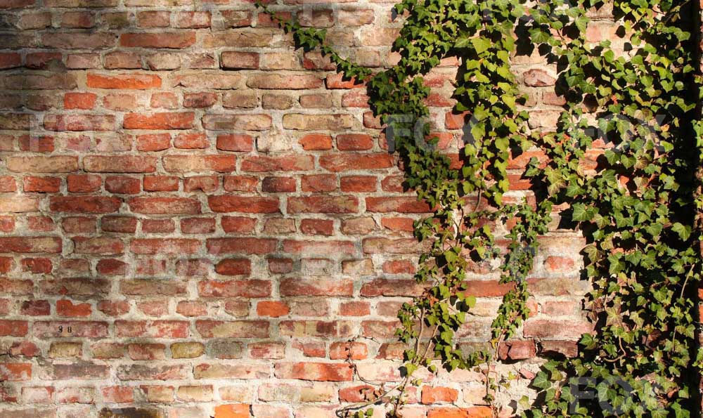 Fox Brick Wall Grass Wall Vinyl Portrait Backdrop