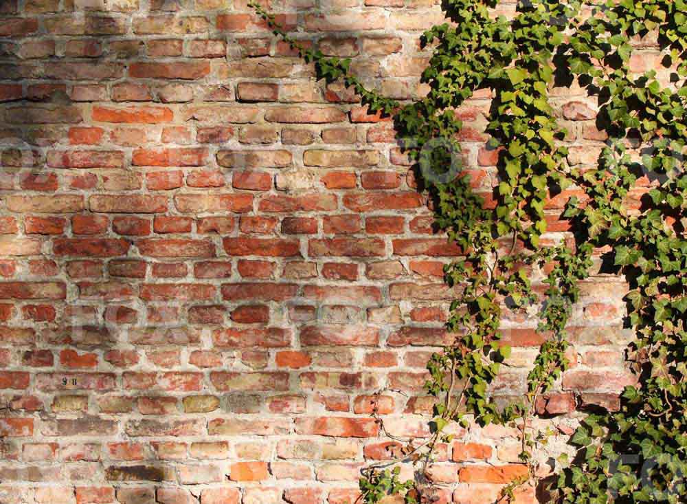 Fox Brick Wall Grass Wall Vinyl Portrait Backdrop