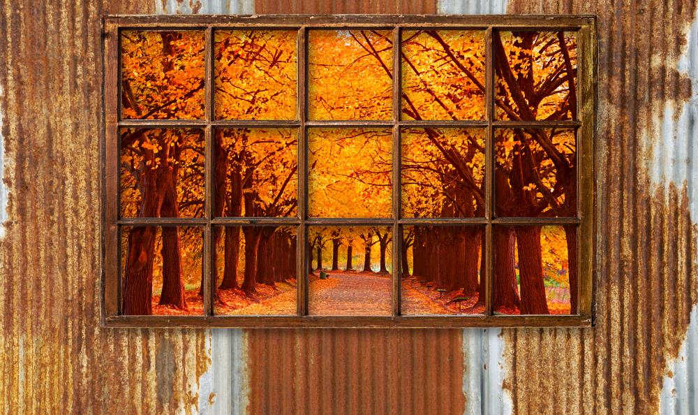 Fox Autumn Forest outside the Window Vinyl Backdrop