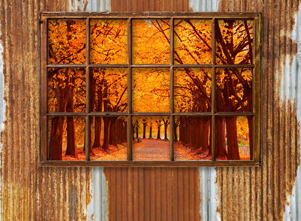 Fox Autumn Forest outside the Window Vinyl Backdrop