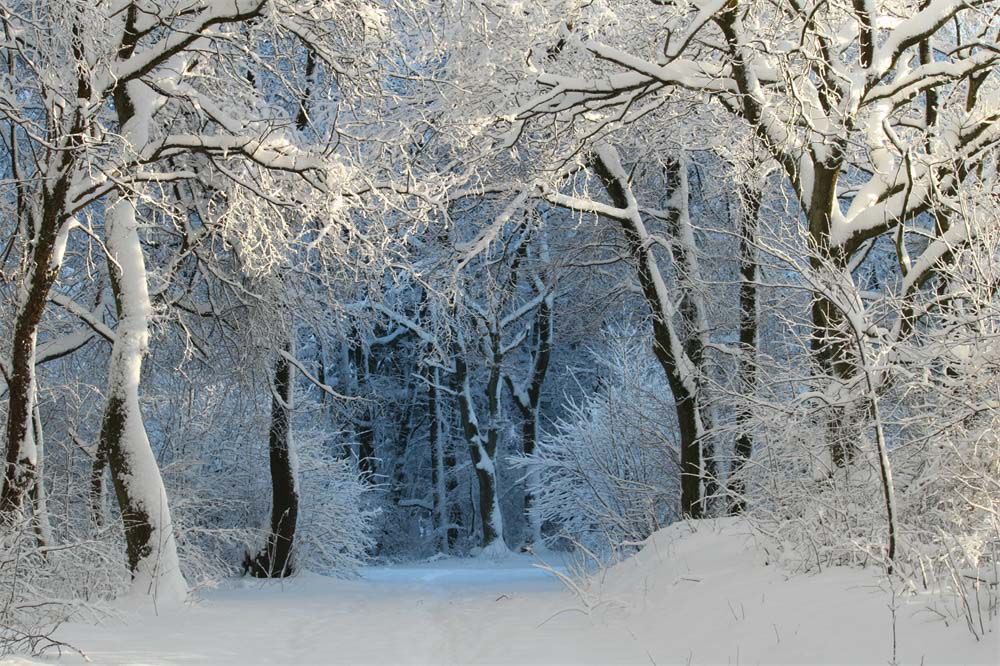 Fox Forest Winter Snow Outdoor Photography Vinyl Backdrops