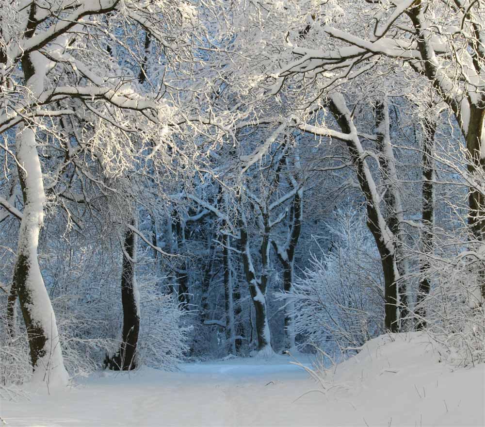 Fox Forest Winter Snow Outdoor Photography Vinyl Backdrops