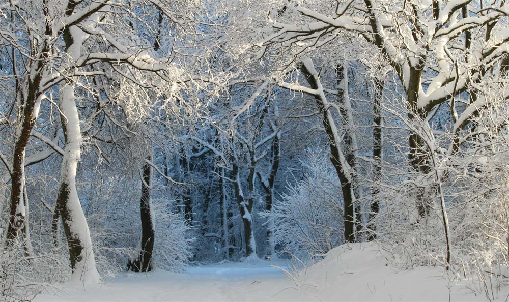 Fox Forest Winter Snow Outdoor Photography Vinyl Backdrops