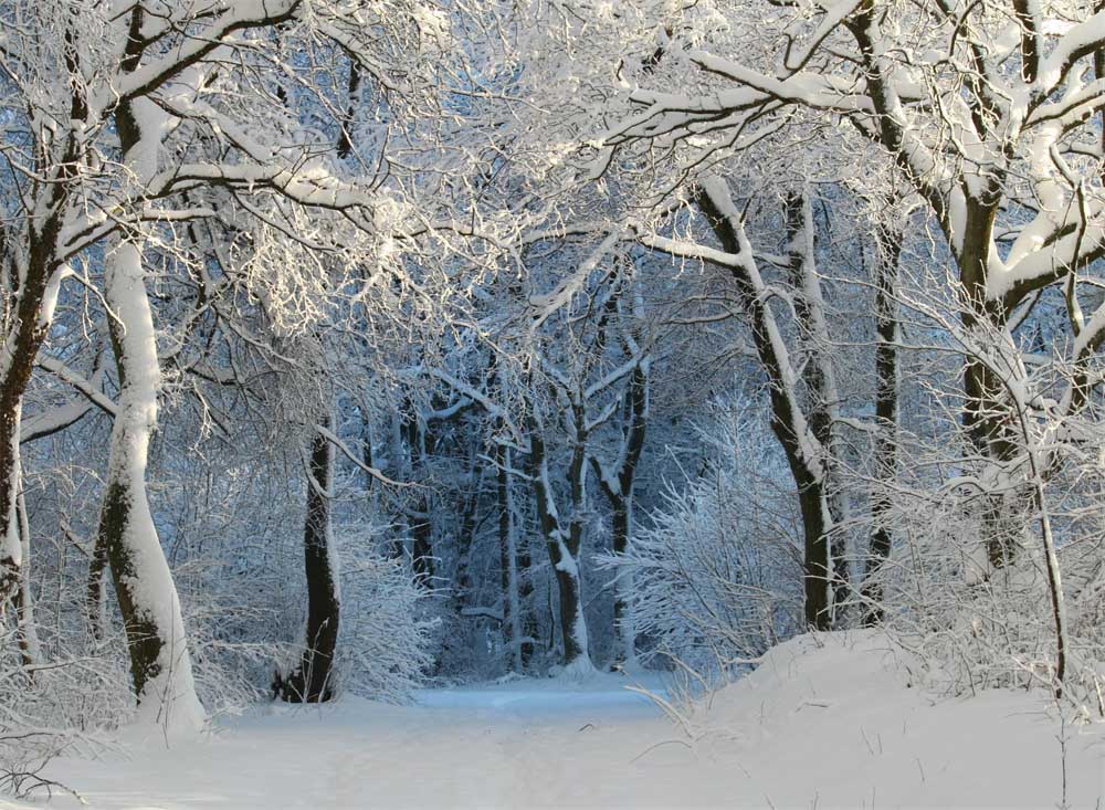 Fox Forest Winter Snow Outdoor Photography Vinyl Backdrops
