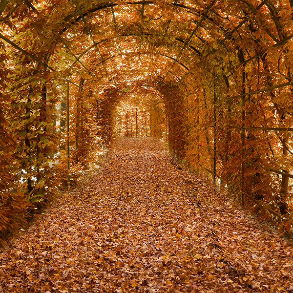 Fox Rolled Autumn Yellow Leaves Road Vinyl Backdrop - Foxbackdrop