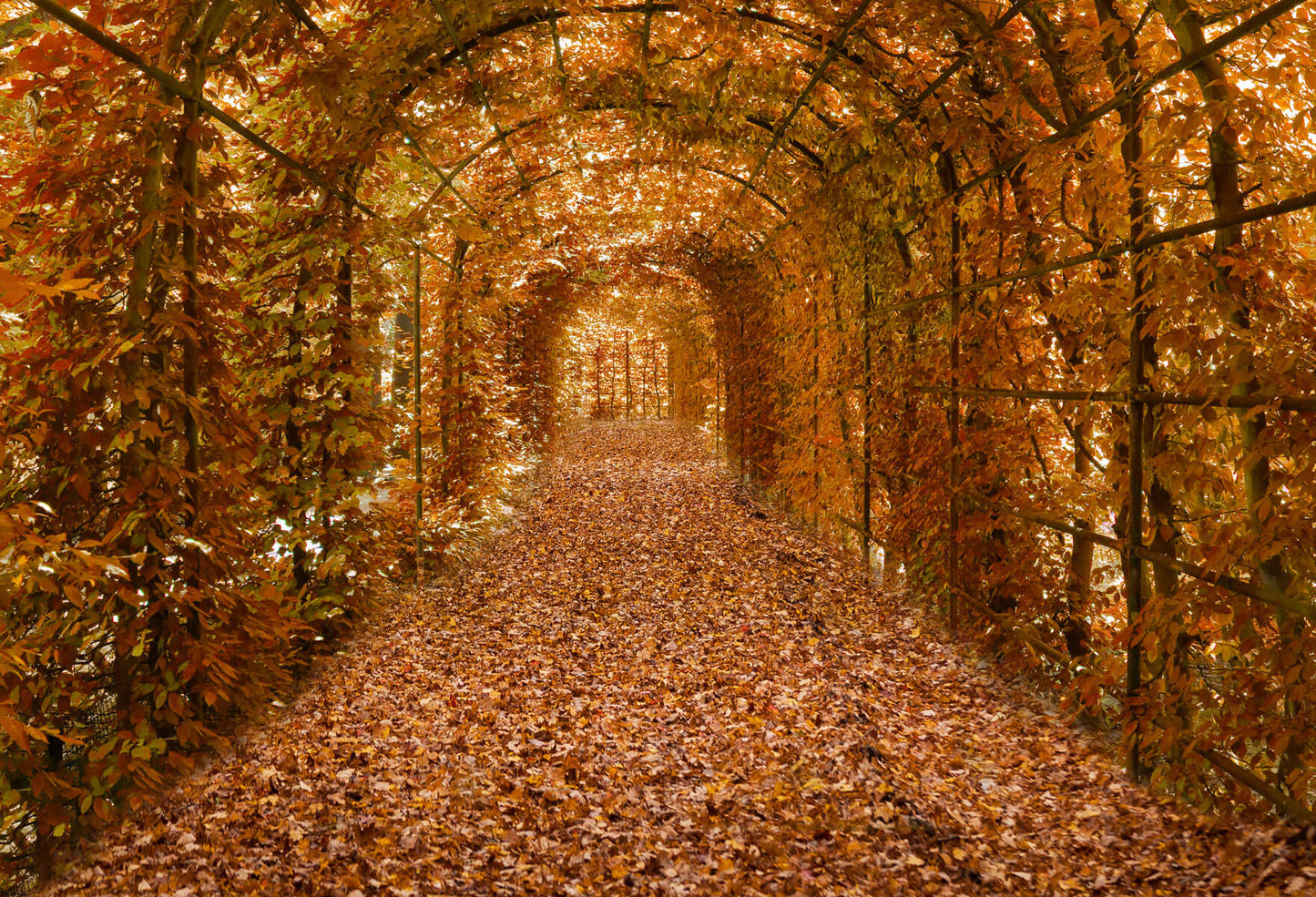 Fox Rolled Autumn Yellow Leaves Road Vinyl Backdrop - Foxbackdrop