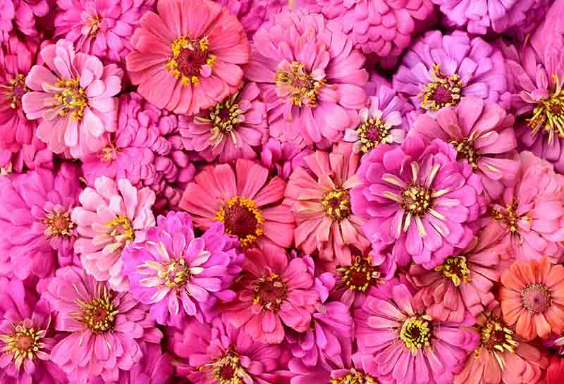 Fox Rolled Cute Pink Flower Vinyl Photo Studio Backdrop - Foxbackdrop