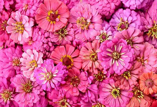 Fox Rolled Cute Pink Flower Vinyl Photo Studio Backdrop - Foxbackdrop