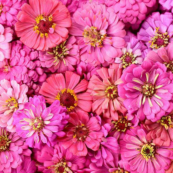 Fox Rolled Cute Pink Flower Vinyl Photo Studio Backdrop - Foxbackdrop