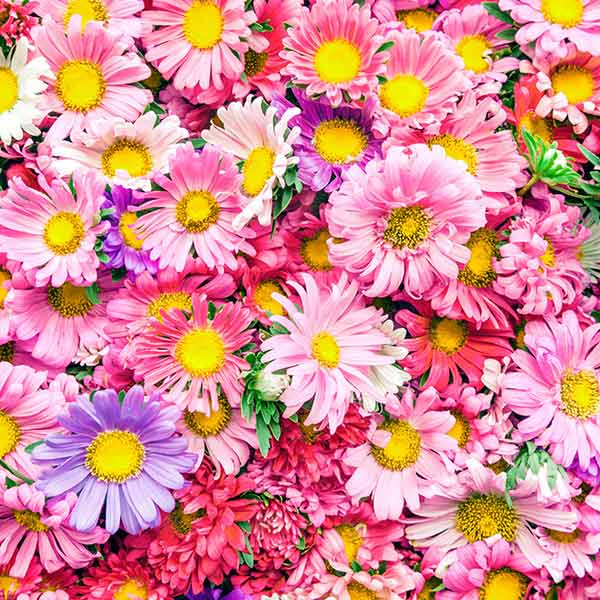 Fox Rolled Pink Flowers Vinyl Photography Backdrop - Foxbackdrop