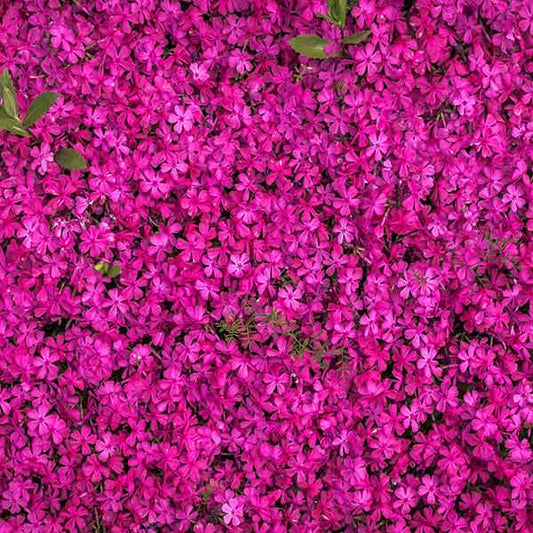 Fox Rolled Little Purple Flowers Vinyl Photos Backdrop - Foxbackdrop