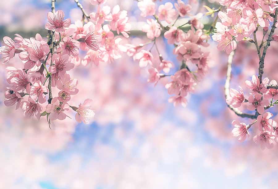 Fox Rolled Peach Pink Flower Vinyl Photos Backdrop - Foxbackdrop
