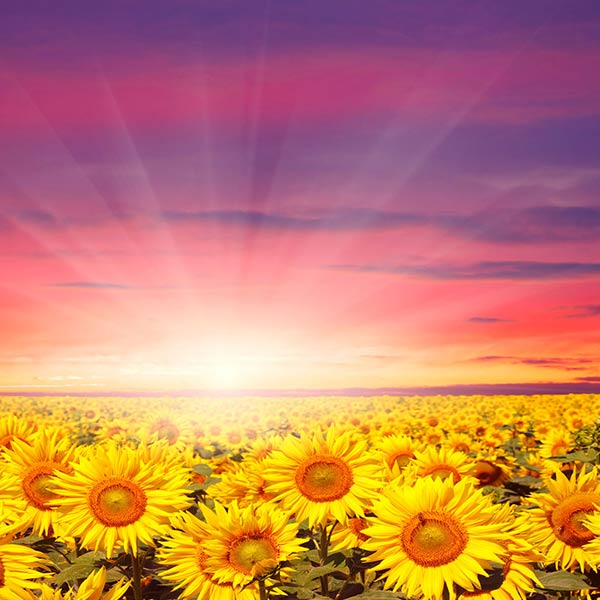 Fox Rolled Sunflowers Sunshine Vinyl Photography Backdrop - Foxbackdrop