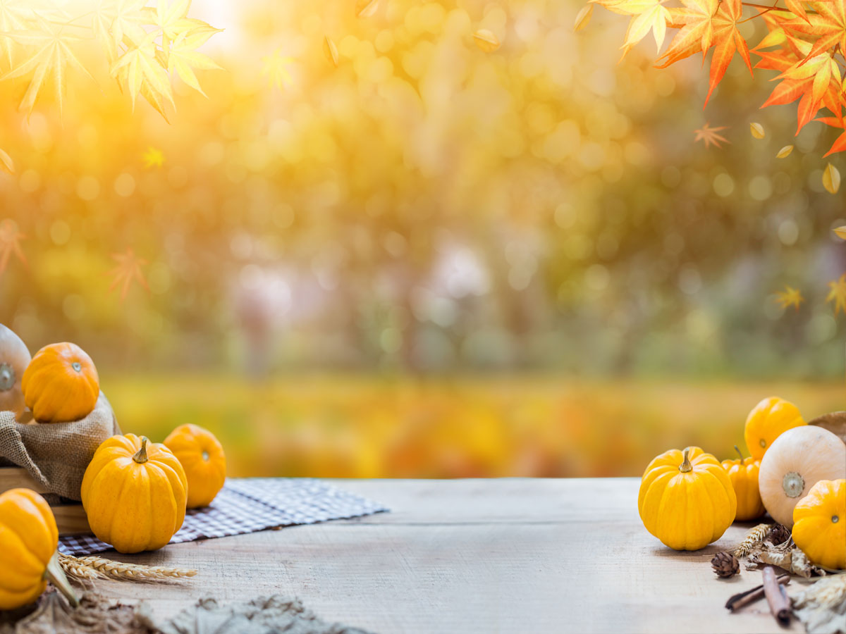 Fox Thanksgiving Yellow Trees Pumkin Vinyl Backdrop - Foxbackdrop