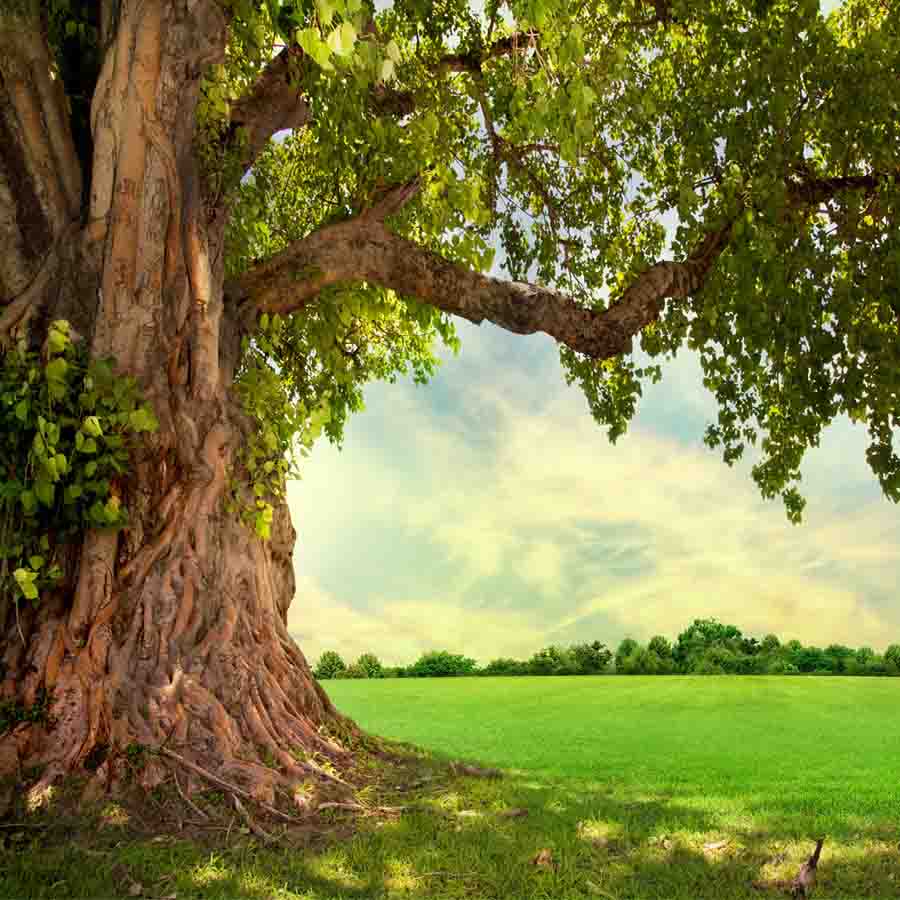 Fox Rolled Spring Grassland Trees Vinyl Photography Backdrop - Foxbackdrop