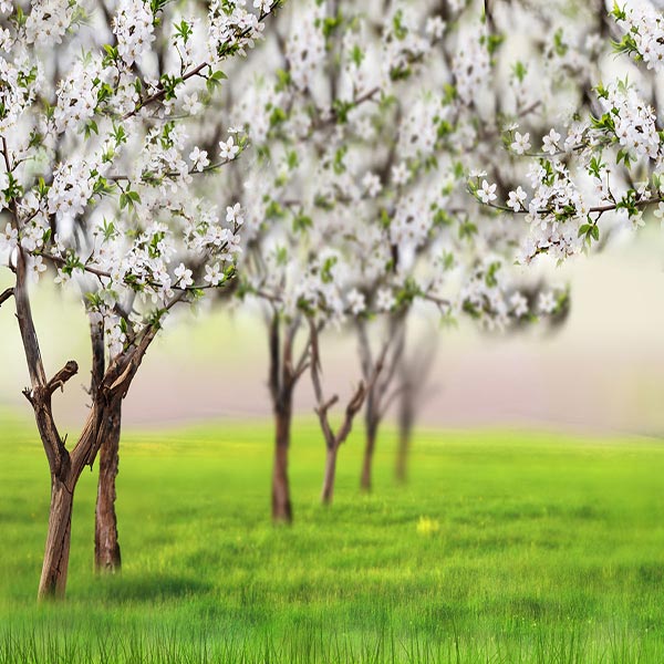 Fox Rolled White Flowers Green Grass Spring Vinyl Backdrop - Foxbackdrop
