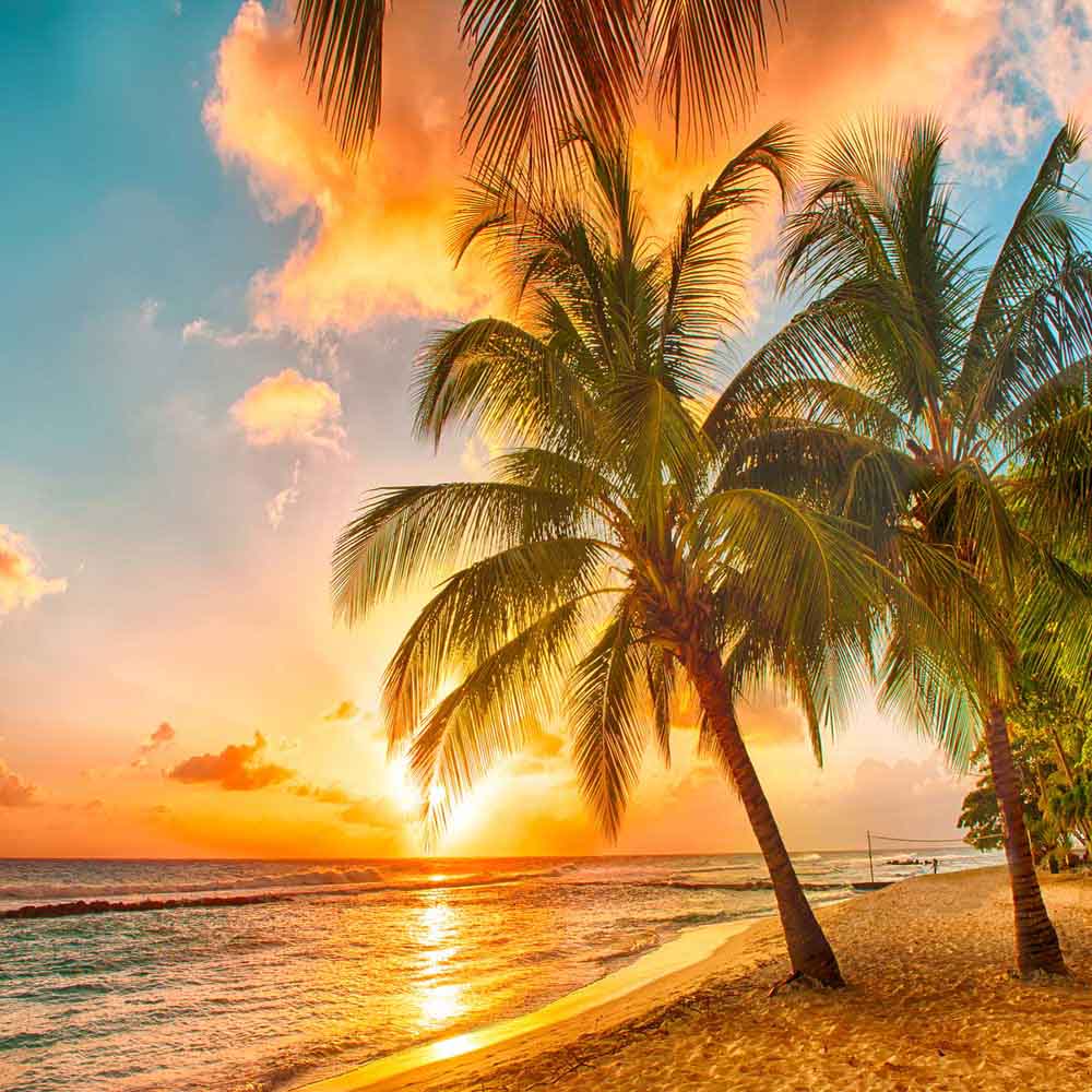 Fox Rolled Summer Sand Beach Trees Holiday Photo Backdrop - Foxbackdrop