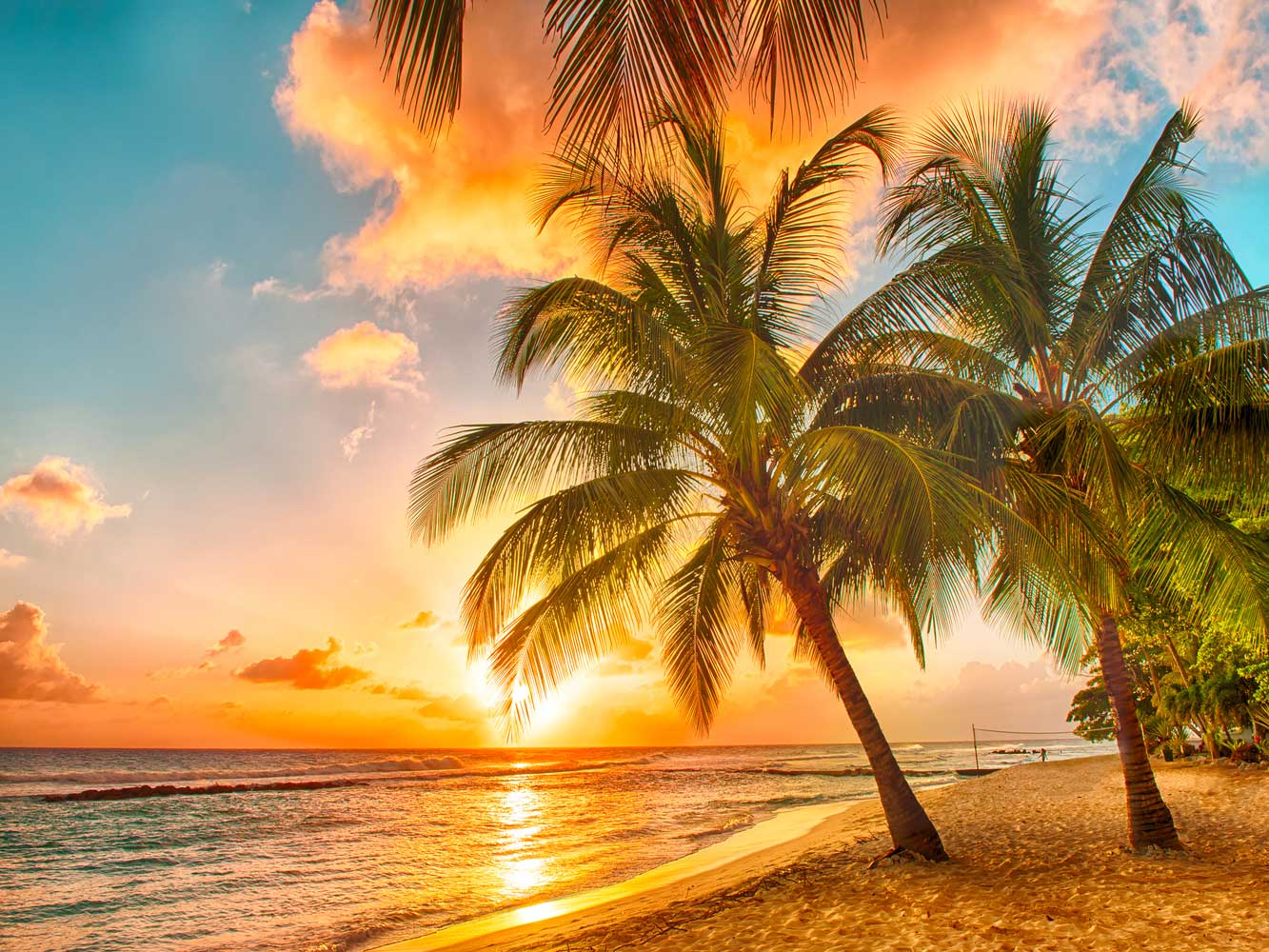 Fox Rolled Summer Sand Beach Trees Holiday Photo Backdrop - Foxbackdrop