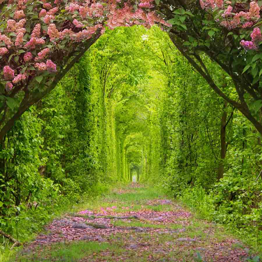 Fox Rolled Vinyl Summer Forest Trees Aisle Photography Backdrop - Foxbackdrop