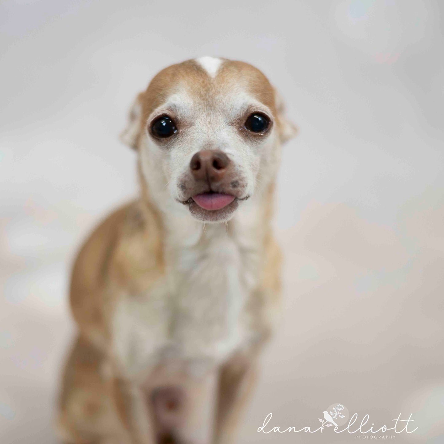 Fox Rolled Gliiter Bokeh Vinyl Backdrop - Foxbackdrop