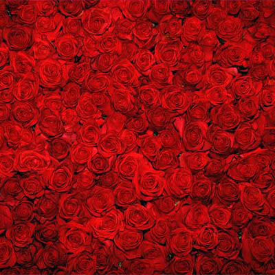 Fox Rolled Vinyl Valentine's Day Backdrop Red Rose Floral - Foxbackdrop