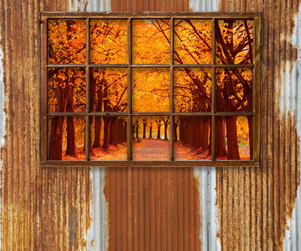 Fox Autumn Forest outside the Window Vinyl Backdrop
