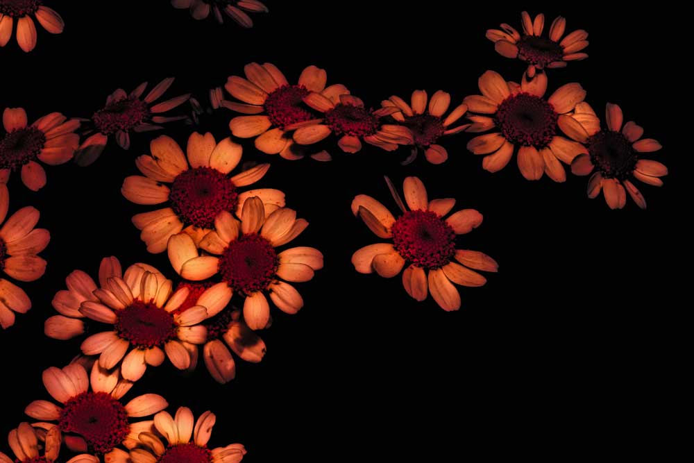 Fox Rolled Fine Art Sunflower Black Vinyl Floral Backdrop - Foxbackdrop