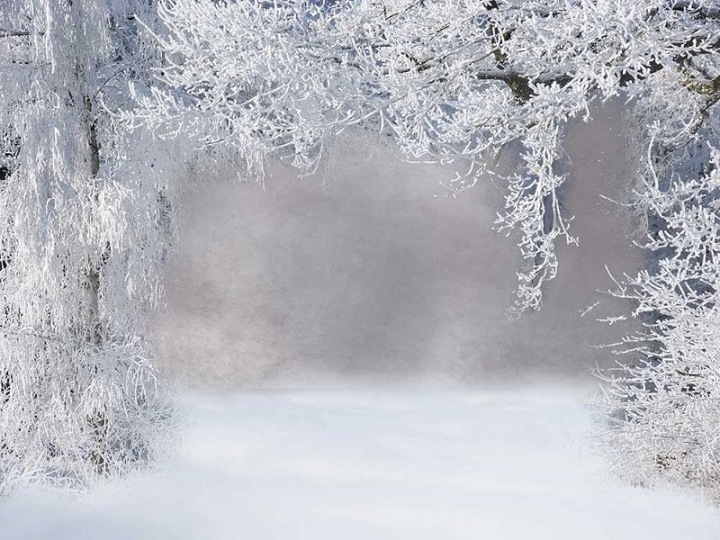 Fox Winter Snow Vinyl Photography Backdrop - Foxbackdrop
