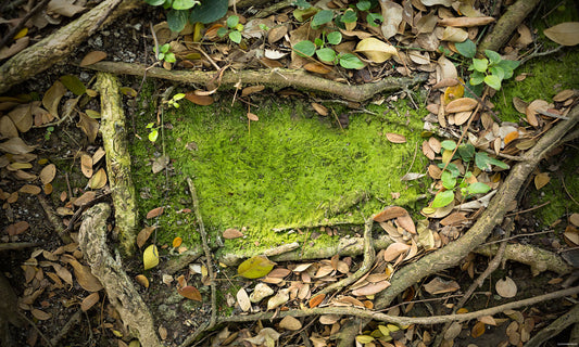 Fox Branch Leaves Rubber Mat Floor - Foxbackdrop