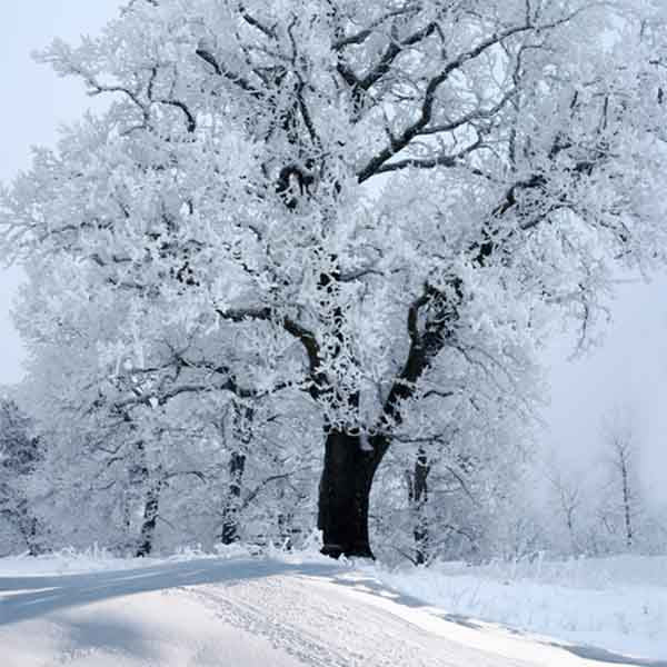 Fox Rolled White Snow Outdoor Tree Winter Vinyl Backdrop - Foxbackdrop
