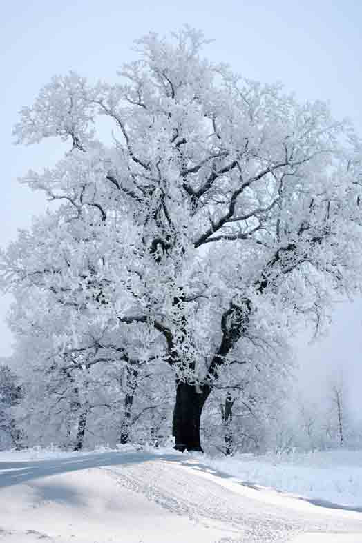 Fox Rolled White Snow Outdoor Tree Winter Vinyl Backdrop - Foxbackdrop