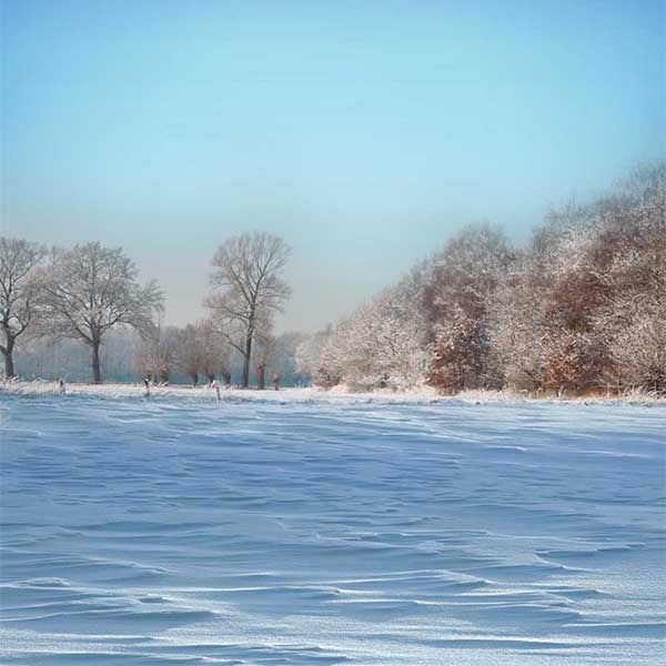 Fox Rolled Cold Winter Snow Vinyl Photography Backdrop - Foxbackdrop
