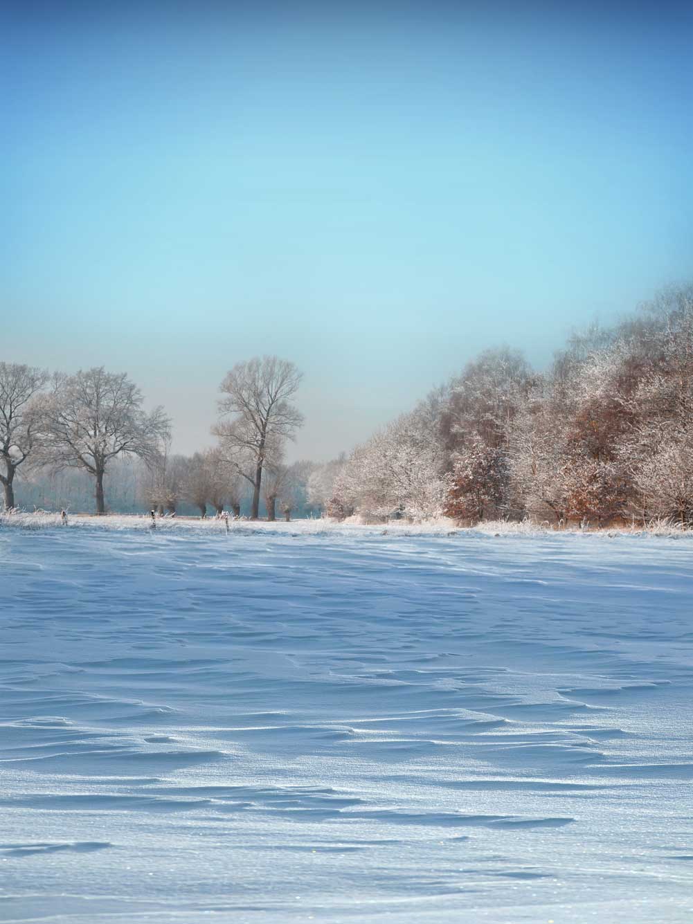 Fox Rolled Cold Winter Snow Vinyl Photography Backdrop - Foxbackdrop