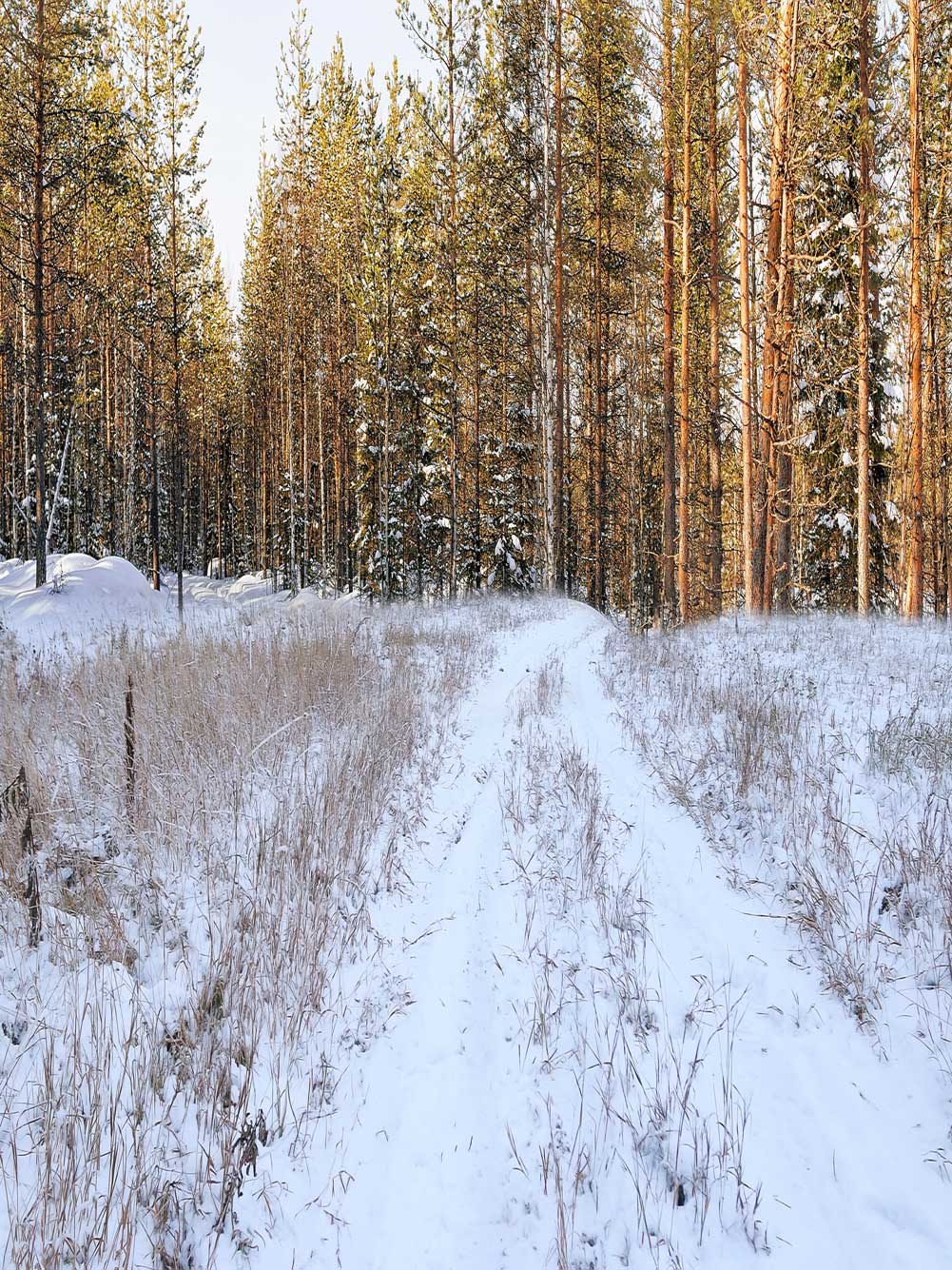 Fox Rolled Winter Snow Forest Vinyl Photo Backdrop - Foxbackdrop