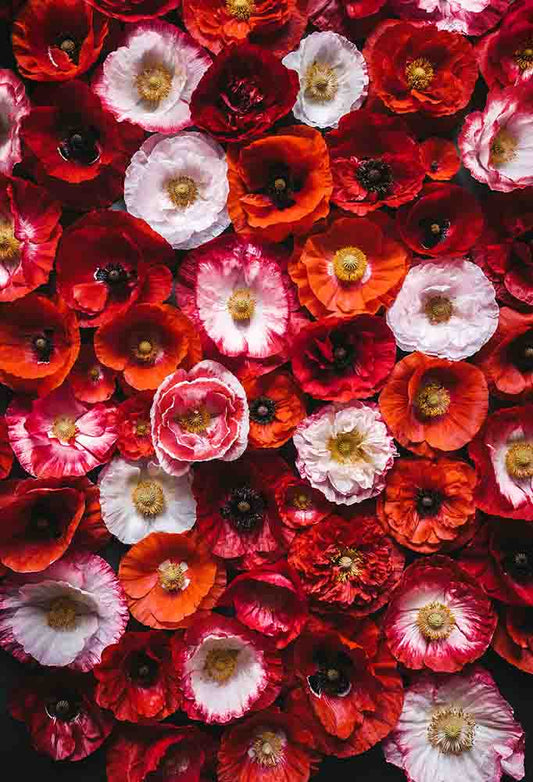 Fox Rolled Red Flowers Vinyl Photography Backdrop - Foxbackdrop