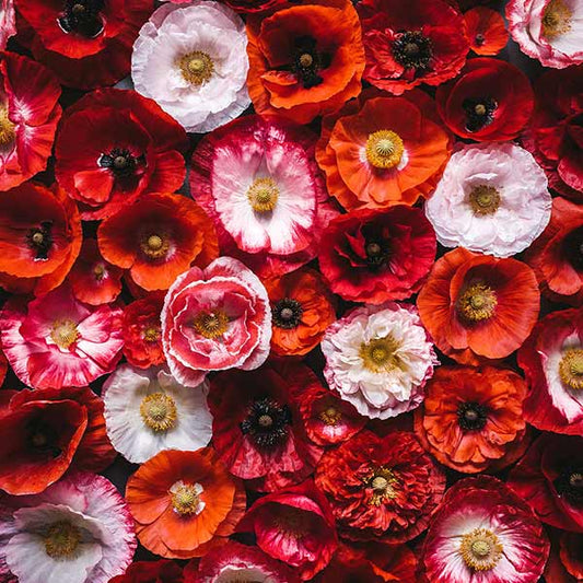 Fox Rolled Red Flowers Vinyl Photography Backdrop - Foxbackdrop