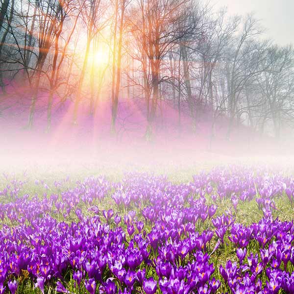 Fox Rolled Lavender Flowers Grassland Vinyl Photo Backdrop - Foxbackdrop