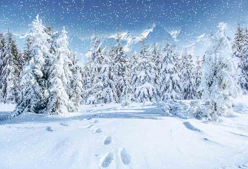 Fox Rolled Outdoor Winter Snow Vinyl Photography Backdrop - Foxbackdrop