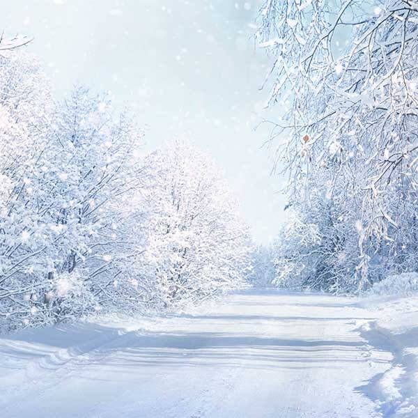 Fox Rolled Winter Snow Road Trees Vinyl Photos Backdrop - Foxbackdrop