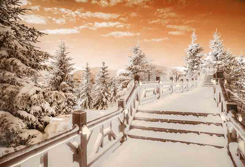 Fox Rolled Winter Snow Bridge Trees Vinyl Backdrop - Foxbackdrop