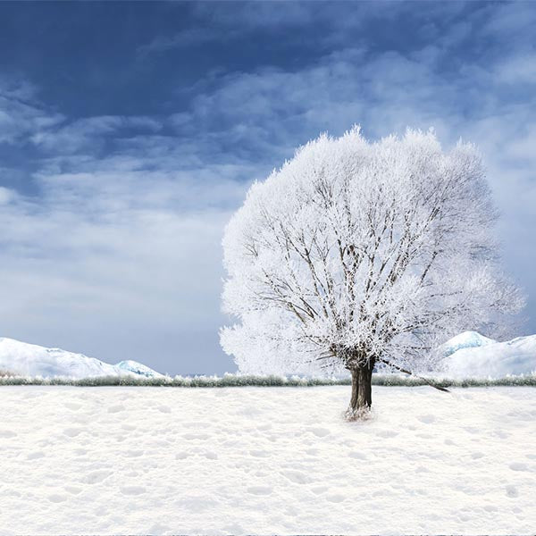 Fox Rolled Winter Snow Trees Vinyl Photos Studio Backdrop - Foxbackdrop