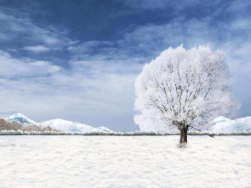 Fox Rolled Winter Snow Trees Vinyl Photos Studio Backdrop - Foxbackdrop