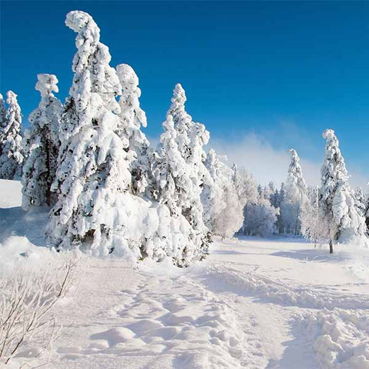 Fox Rolled Blue Sky Winter Snow Vinyl Photo Backdrop - Foxbackdrop