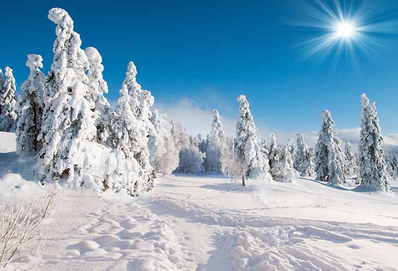 Fox Rolled Blue Sky Winter Snow Vinyl Photo Backdrop - Foxbackdrop
